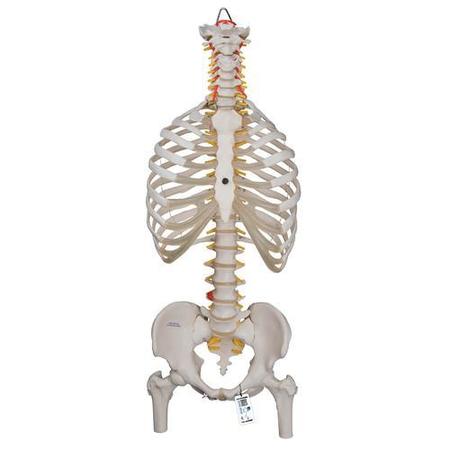 3B SCIENTIFIC Classic Flexible Spine with - w/ 3B Smart Anatomy 1000120